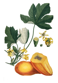 Carica papaya Papaya, Mamo, Melon Tree